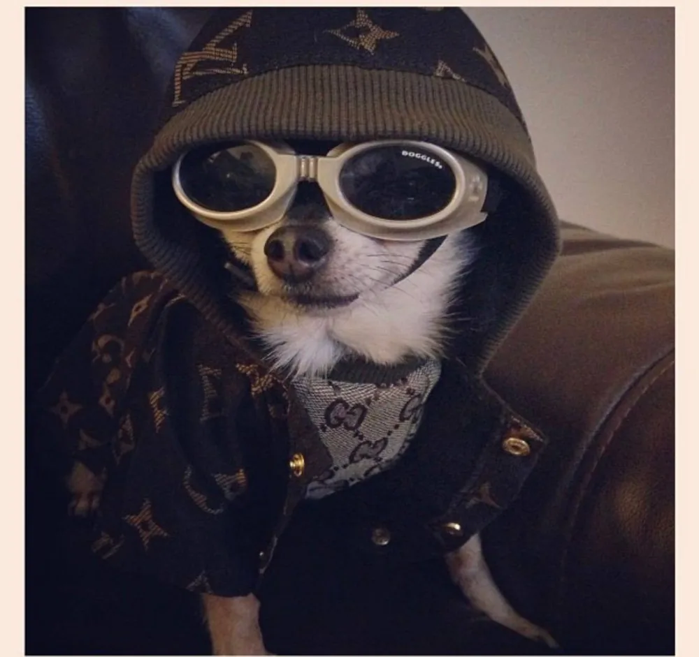 A dapper Chihuahua in a beanie and doggles, ready for an adventure