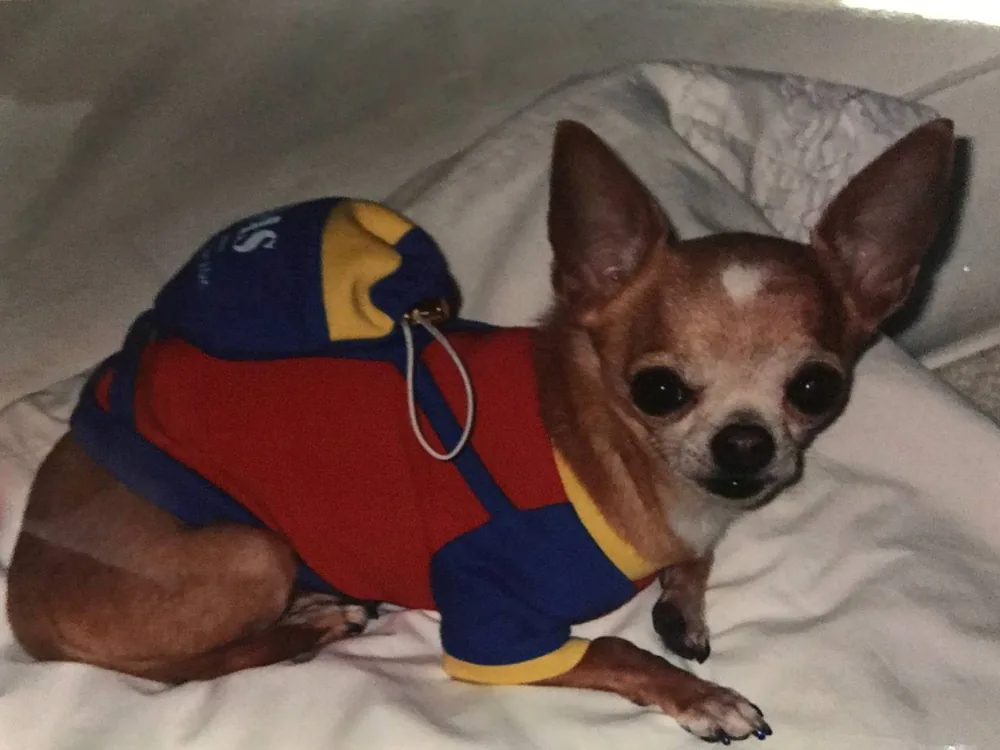 A senior Chihuahua resting in a cozy red and blue jersey